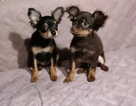 Русский той длинношерстный кобель - Животные в Самара