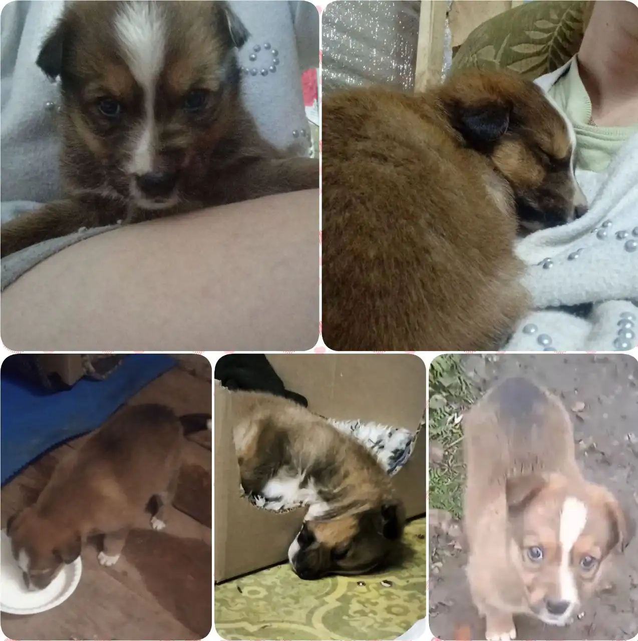 Щенок в поиске дома в Борском районе