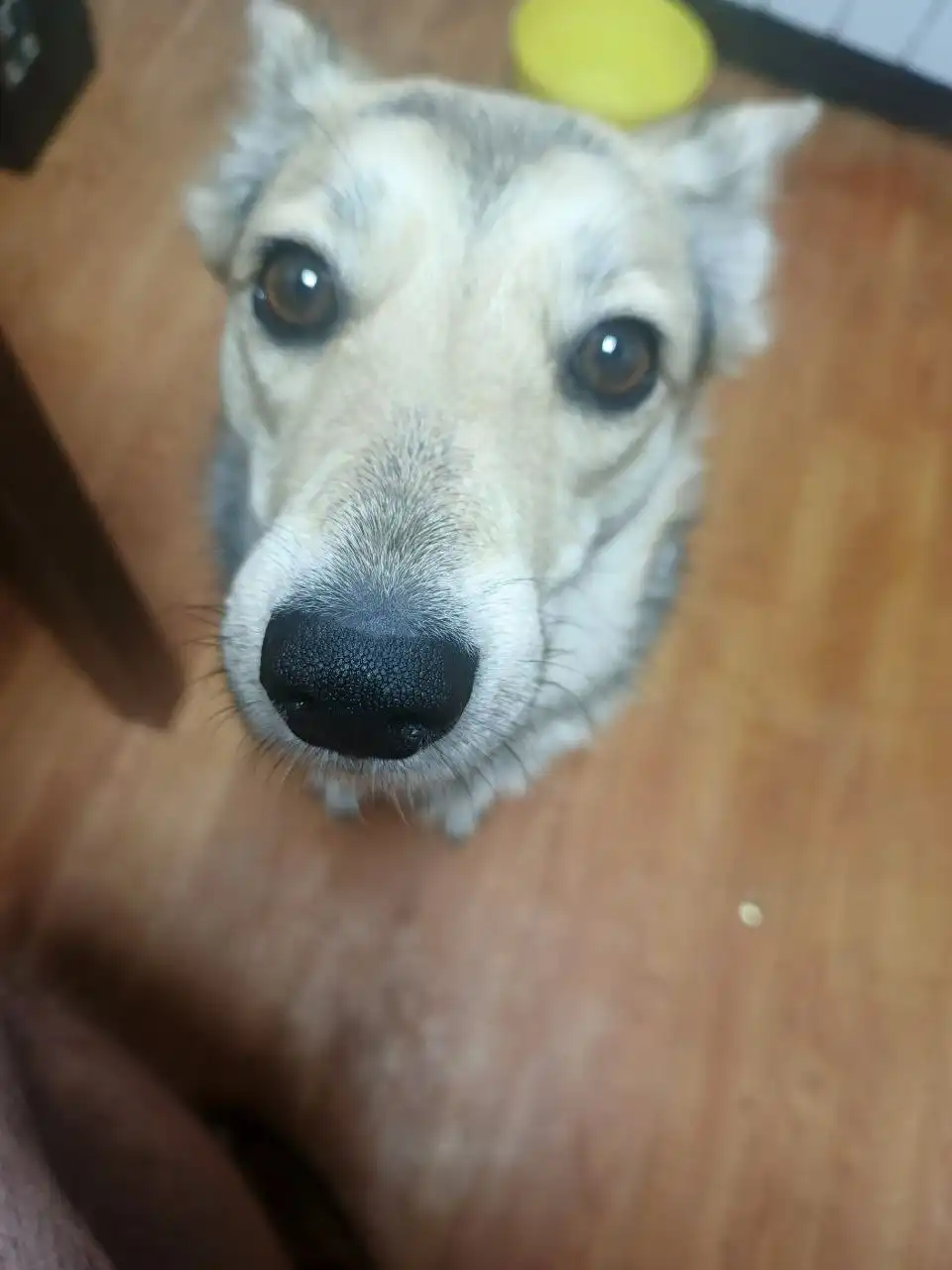 Пропала собака Дора в районе улицы Ташкентской