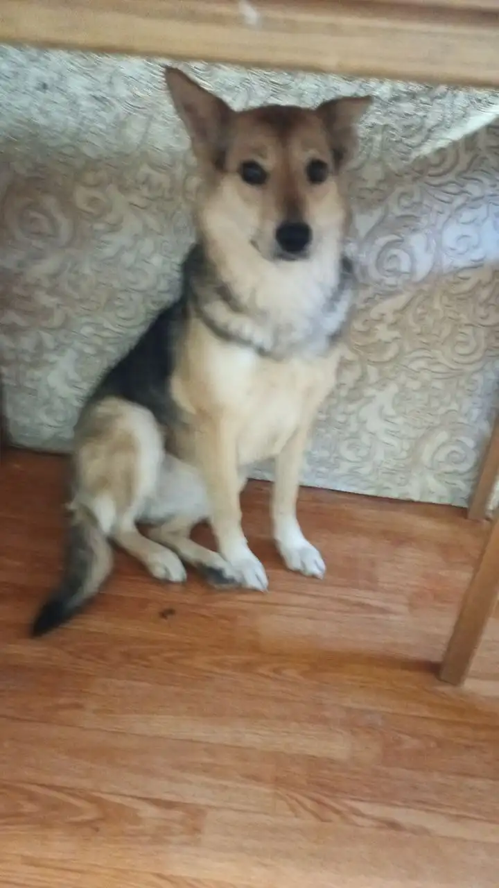 Пропала собака Дора в районе улицы Ташкентской