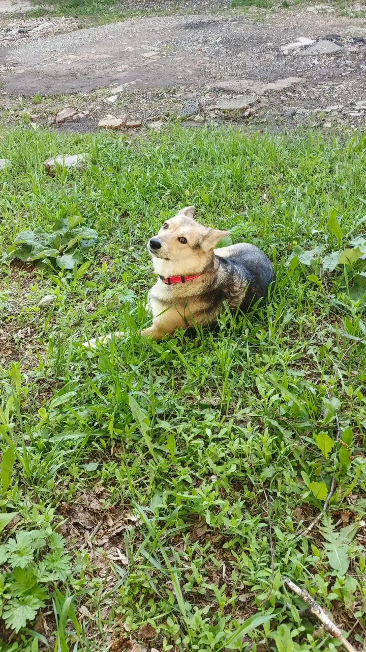 Пропала собака Дора в районе улицы Ташкентской