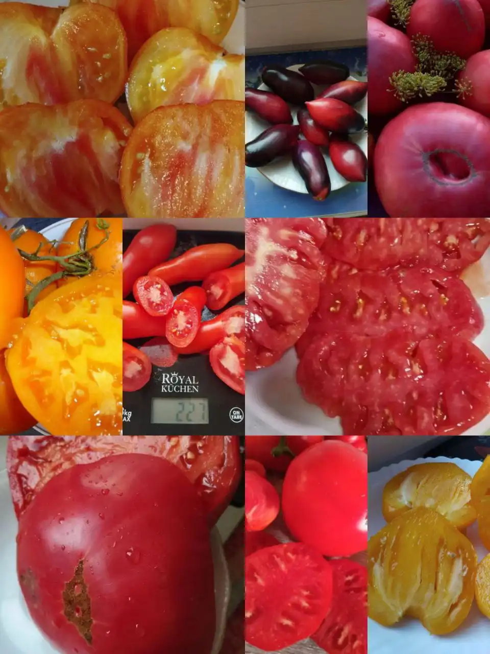 Продажа семян сортовых томатов