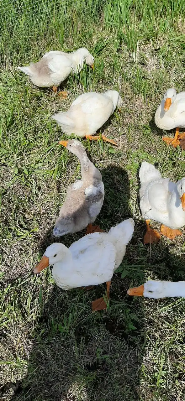 Продажа живых и мясных гусей