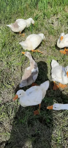 Продажа живых и мясных гусей - Животные в Самара