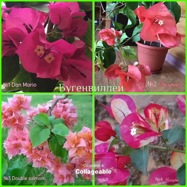 Продажа автомобиля Toyota Camry в Самаре - Авто в Самара