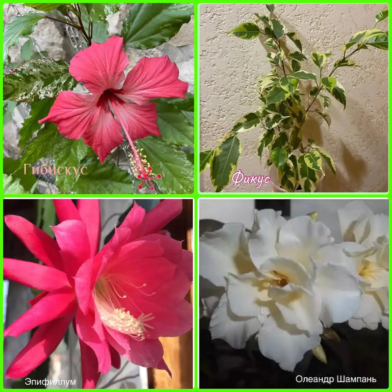 Продажа автомобиля Toyota Camry в Самаре