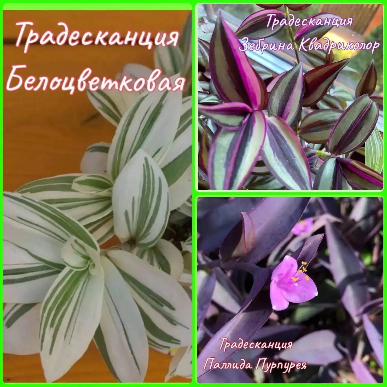 Продажа автомобиля Toyota Camry в Самаре