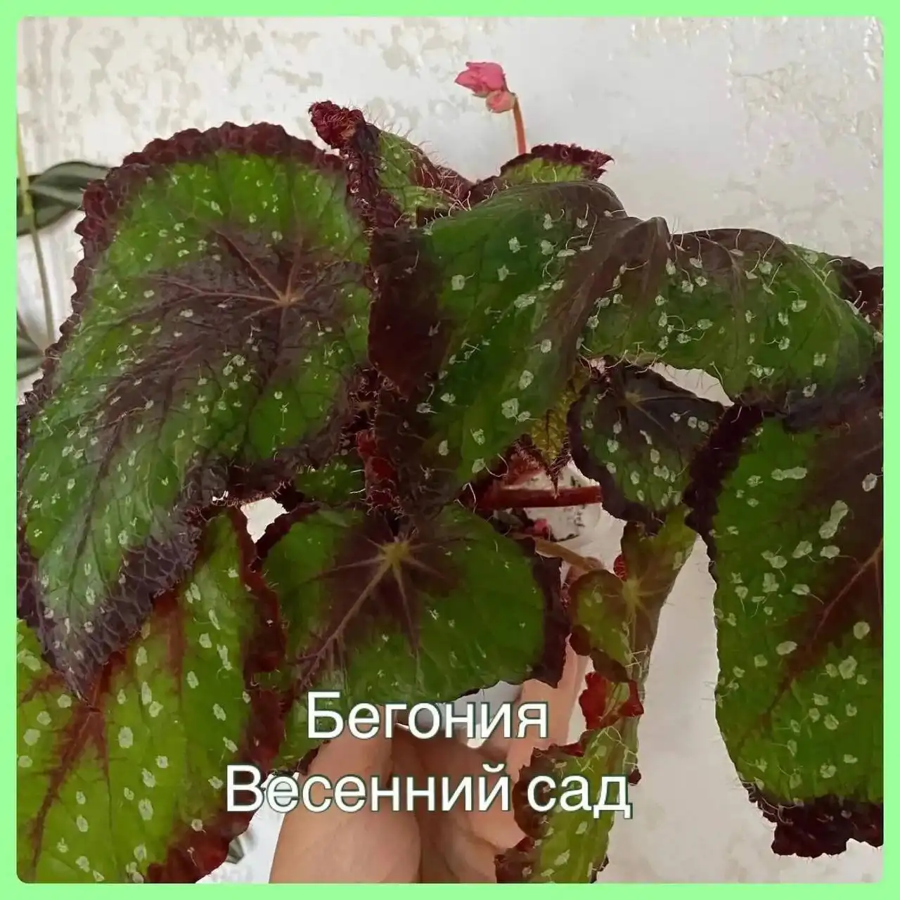 Продажа автомобиля Toyota Camry в Самаре