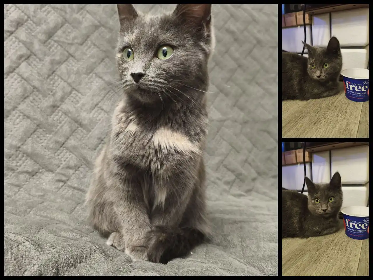 Отдам кошечку породы Корат в добрые руки