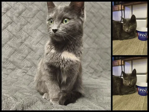 Отдам кошечку породы Корат в добрые руки - Животные в Самара