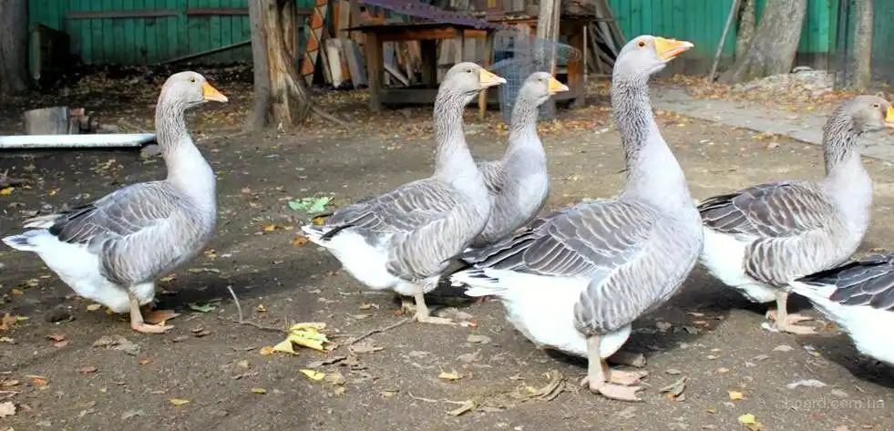 Продажа гусей породы Крупный серый