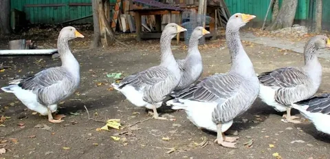 Продажа гусей породы Крупный серый - частное объявление в Сергиевский район