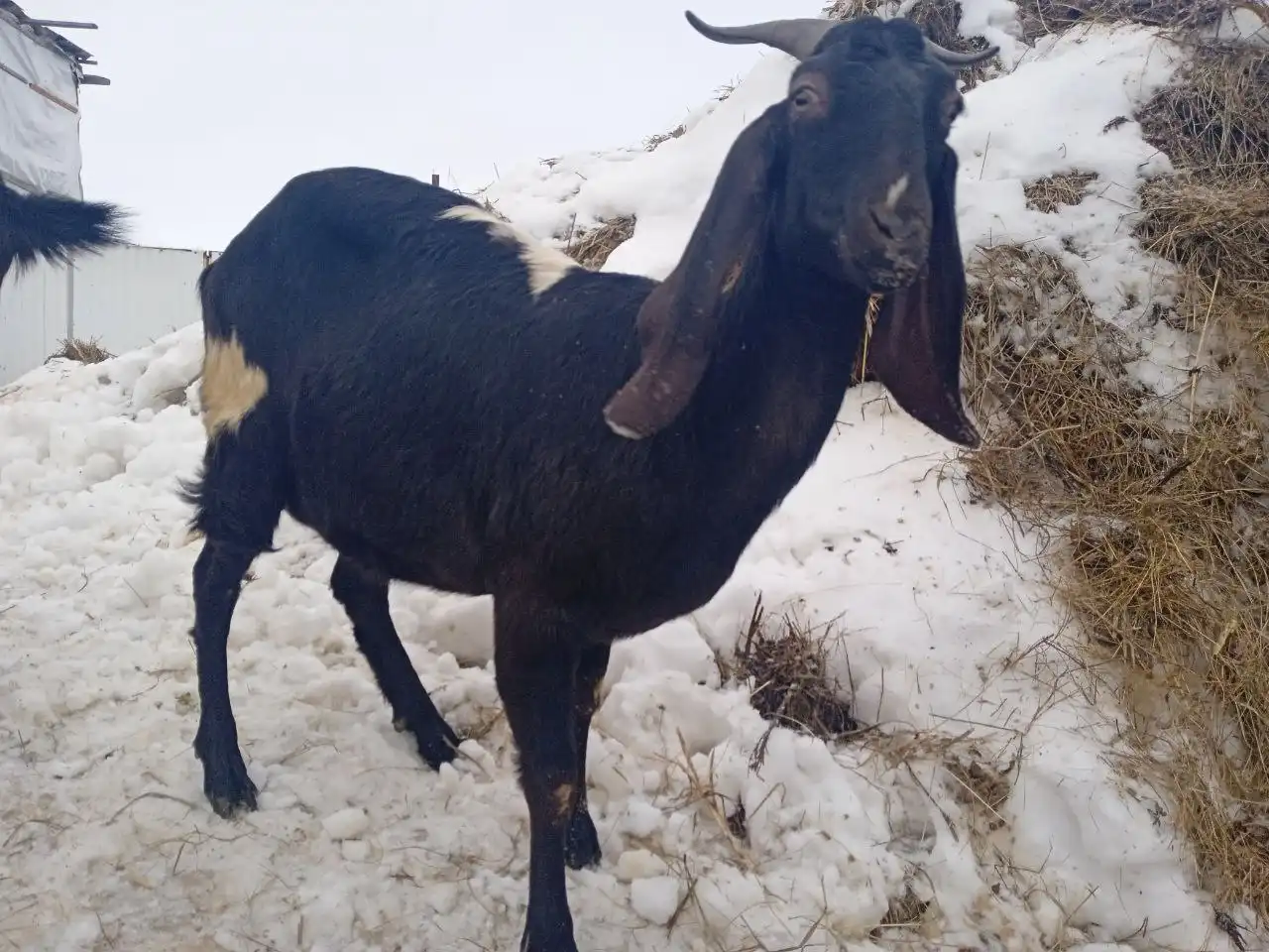 Продажа козы с первым окотом - Животные в Елховка