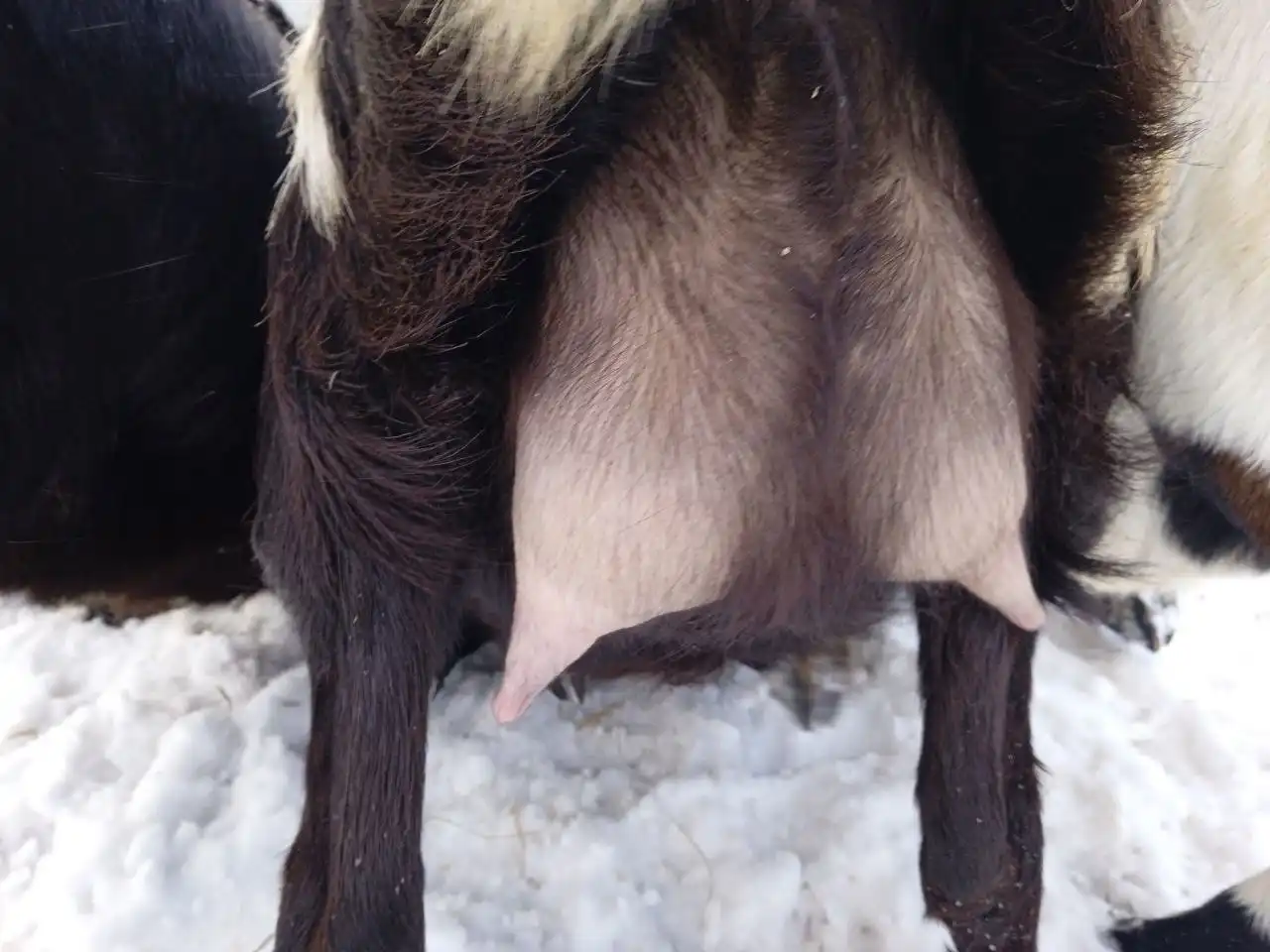 Продажа козы с первым окотом - Животные в Елховка