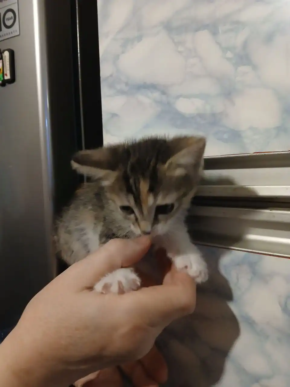 Котята ищут дом в Самаре