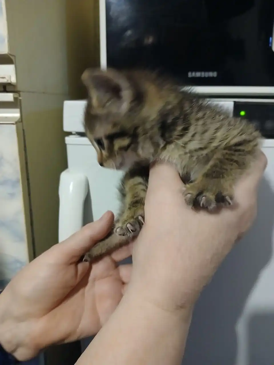 Котята ищут дом в Самаре