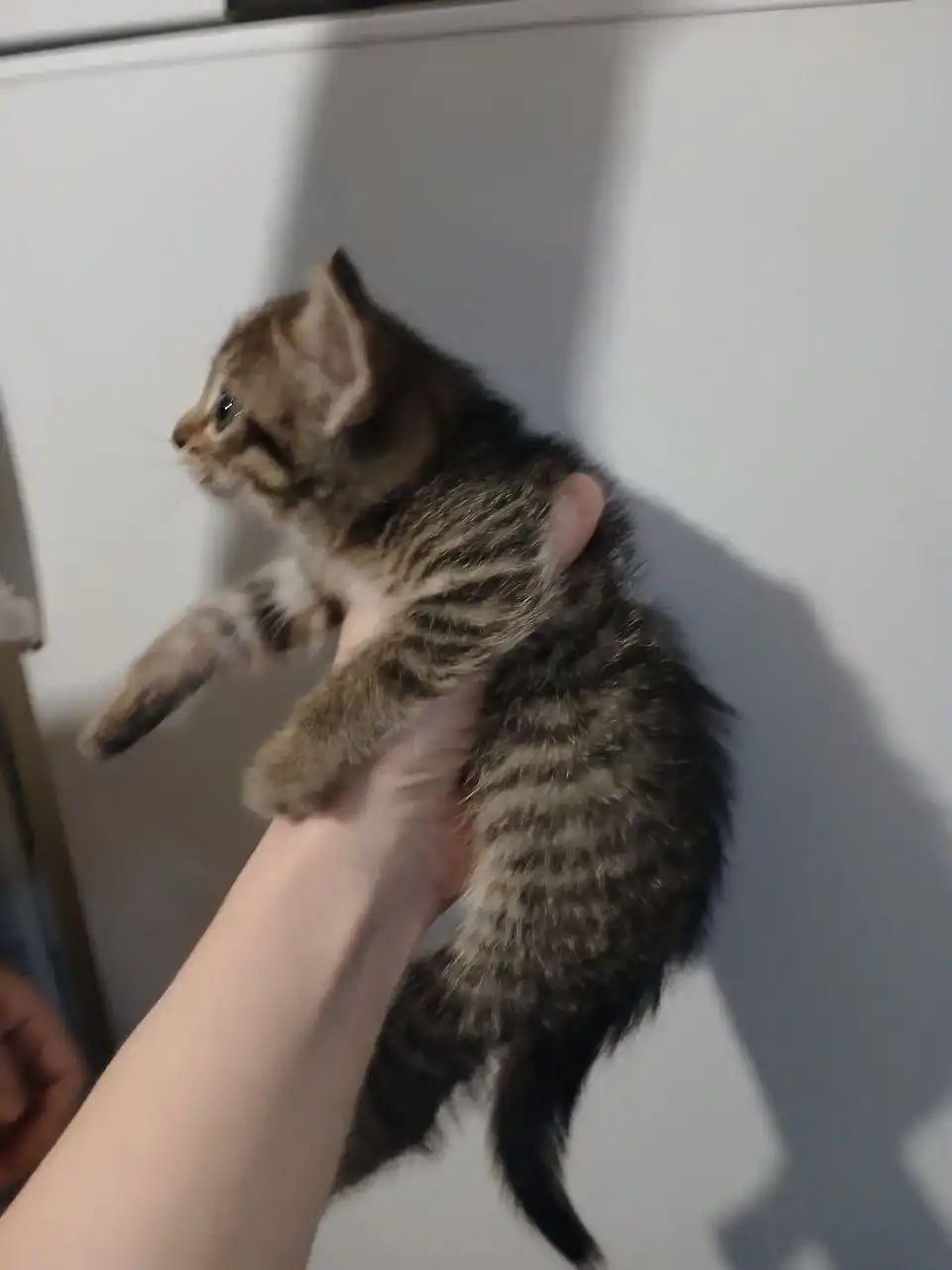 Котята ищут дом в Самаре