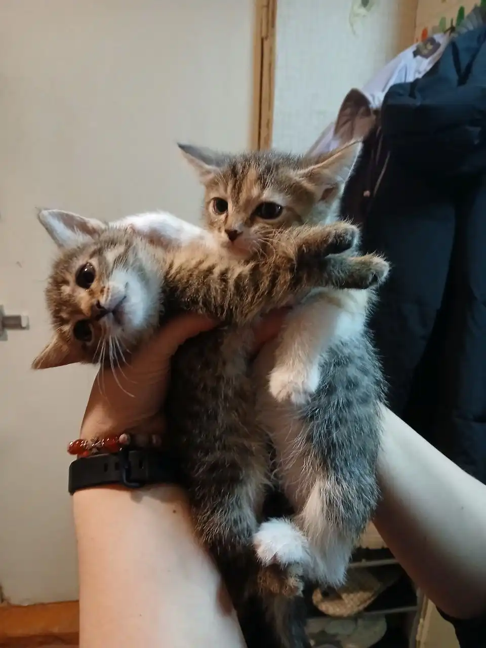 Котята ищут дом в Самаре