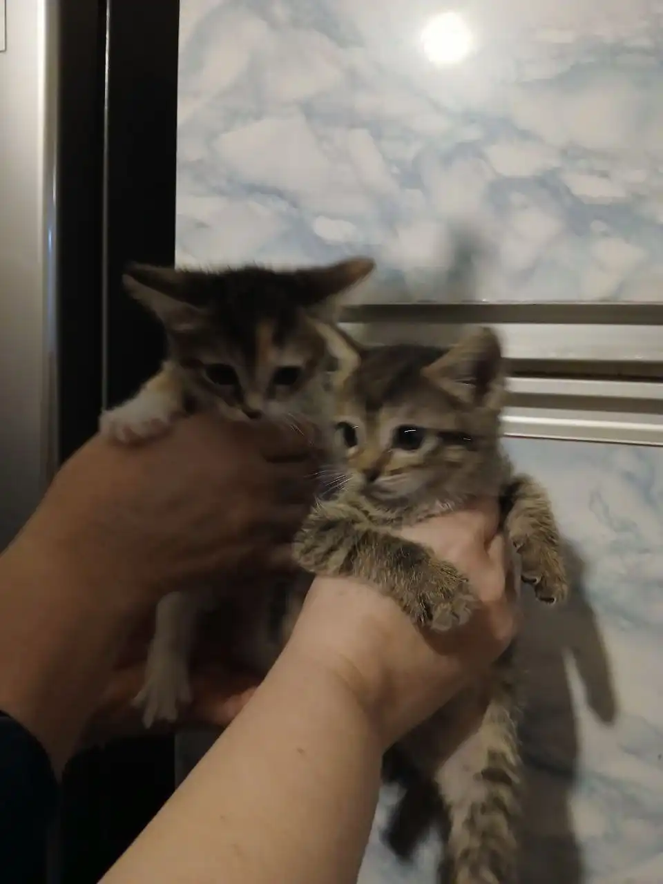 Котята ищут дом в Самаре