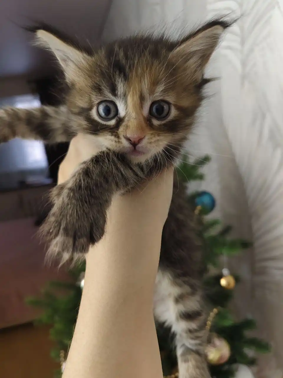 Продажа котёнка породы Мейнкун