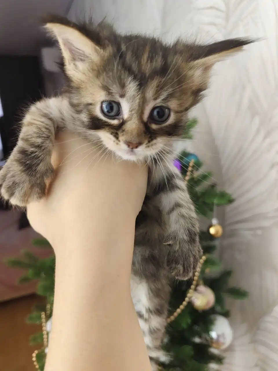 Продажа котёнка породы Мейнкун