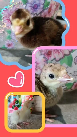 Продажа домашних индюшат и цыплят в Самаре - Животные в Самара