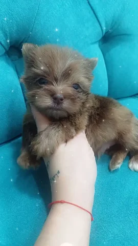 Йоркширский терьер мини мальчик шоколадного окраса - Животные в Самара