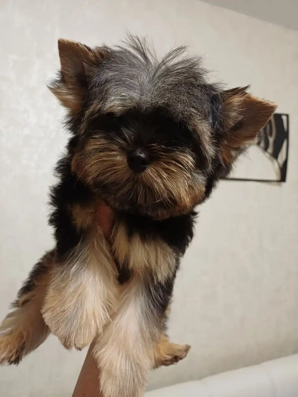 Мини мальчик, готов к переезду