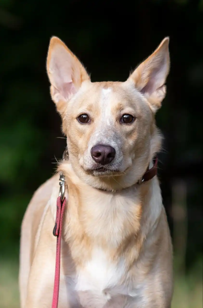 Отдам в добрые руки собаку в Самаре