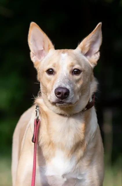Отдам в добрые руки собаку в Самаре - Животные в Самара