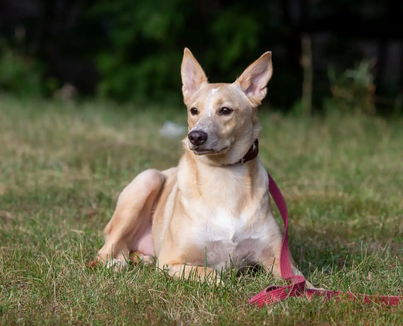 Отдам в добрые руки собаку в Самаре