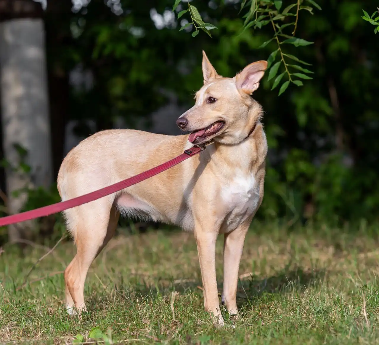 Отдам в добрые руки собаку в Самаре