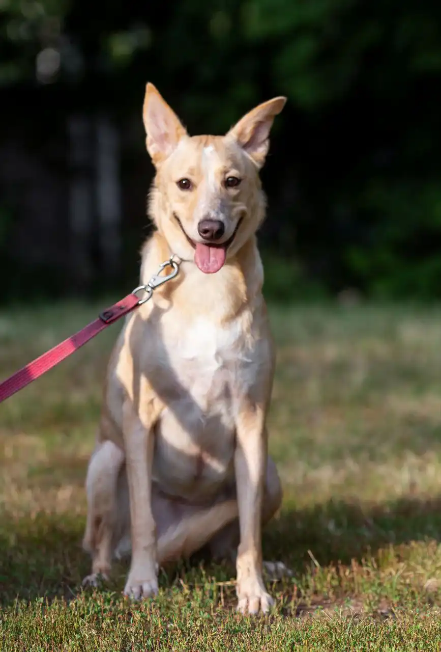 Отдам в добрые руки собаку в Самаре