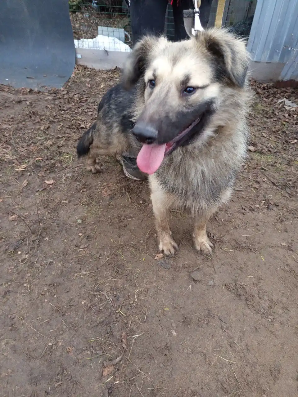 Ищу дом щенку подростку Бруно в Самаре
