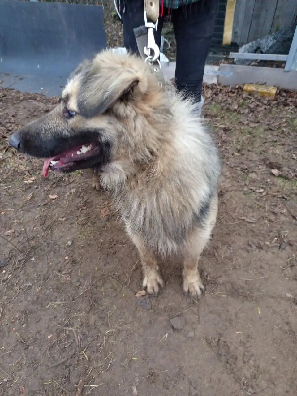 Ищу дом щенку подростку Бруно в Самаре