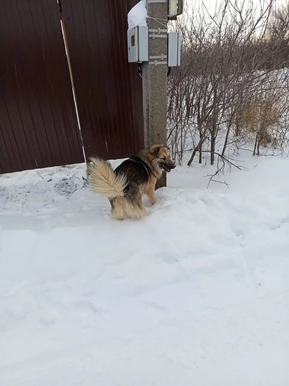 Ищу дом щенку подростку Бруно в Самаре