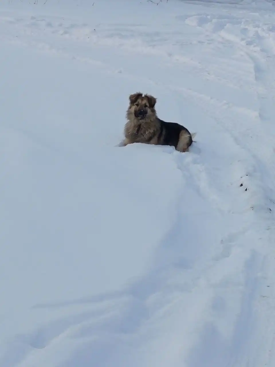 Ищу дом щенку подростку Бруно в Самаре