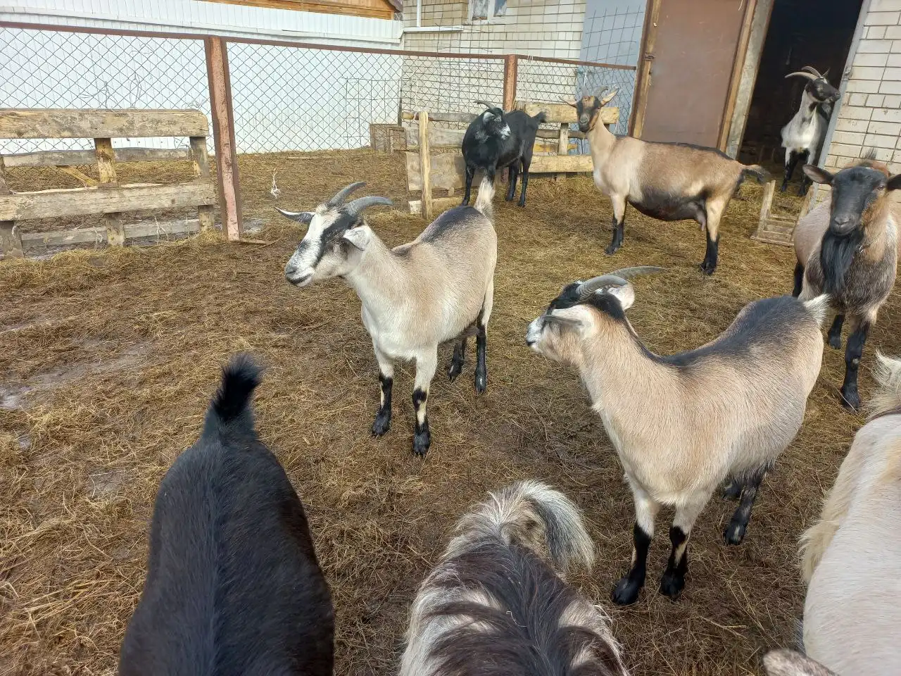 Продажа дойных коз альпийской и альпонубийской пород
