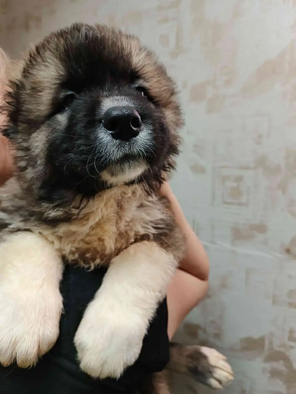 Продажа щенков Кавказской овчарки - Собаки (Животные) в Хворостянский район