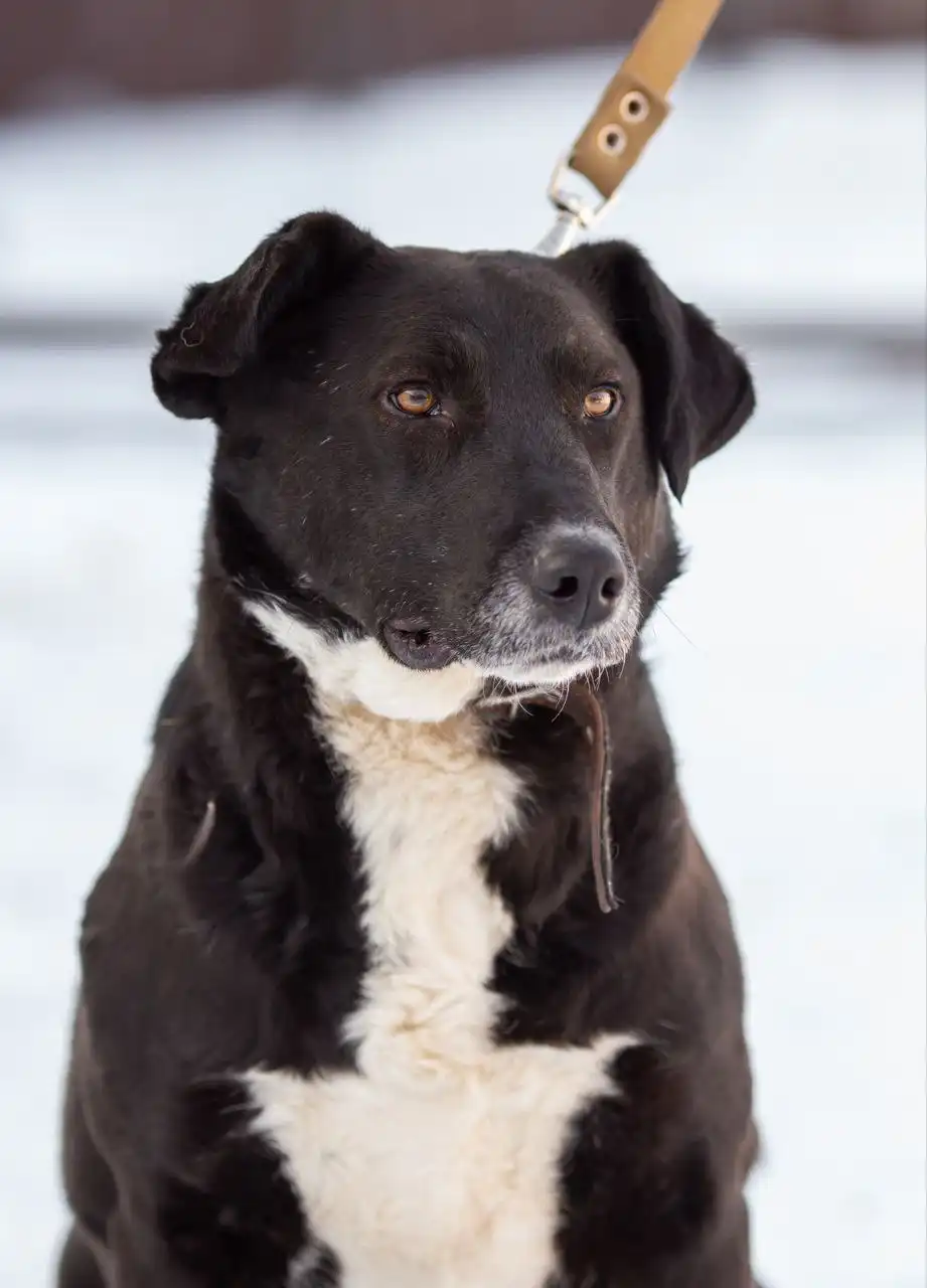 Кот в добрые руки в Самаре - Кошки (Животные) в Самара