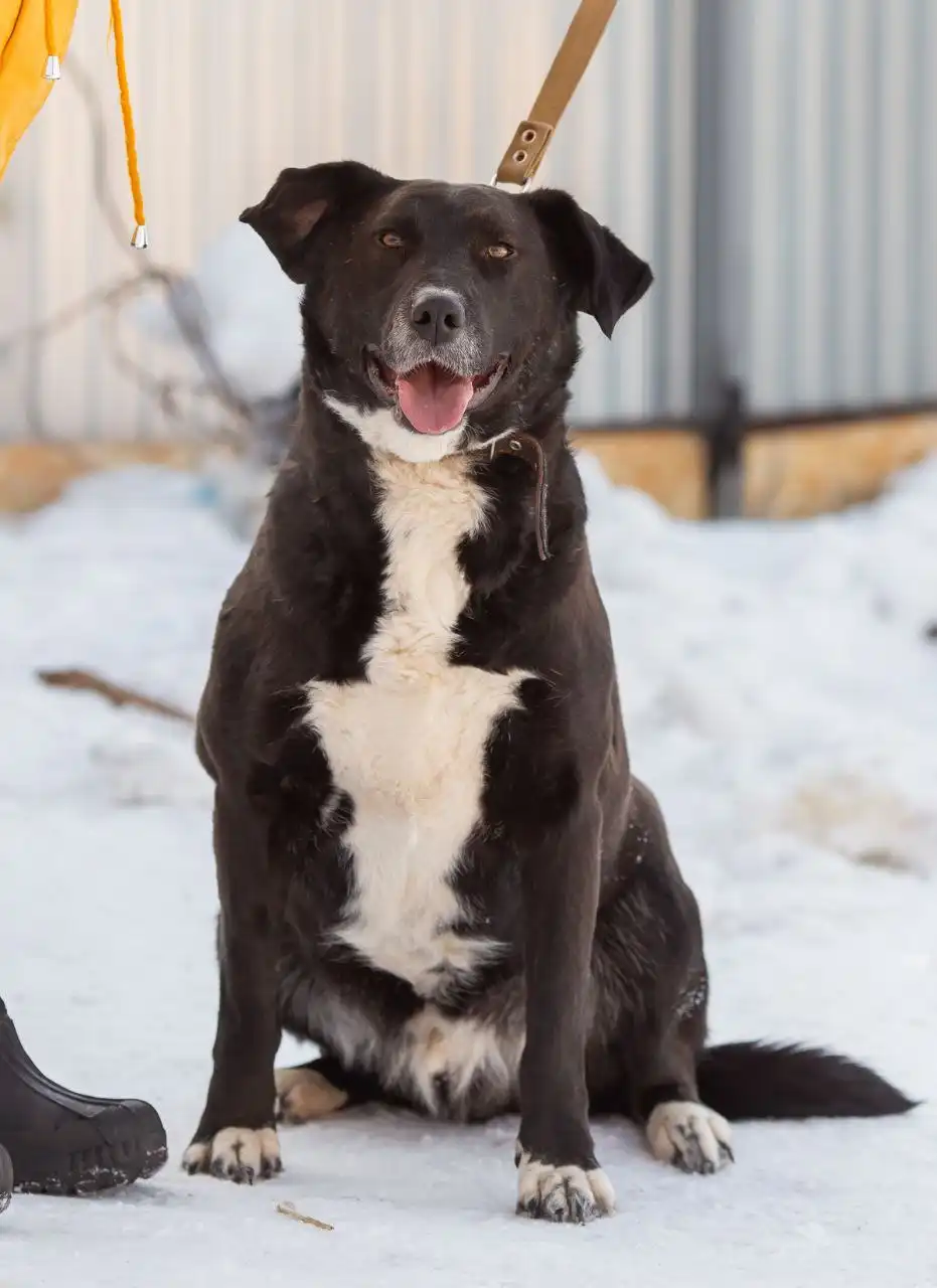 Кот в добрые руки в Самаре - Кошки (Животные) в Самара