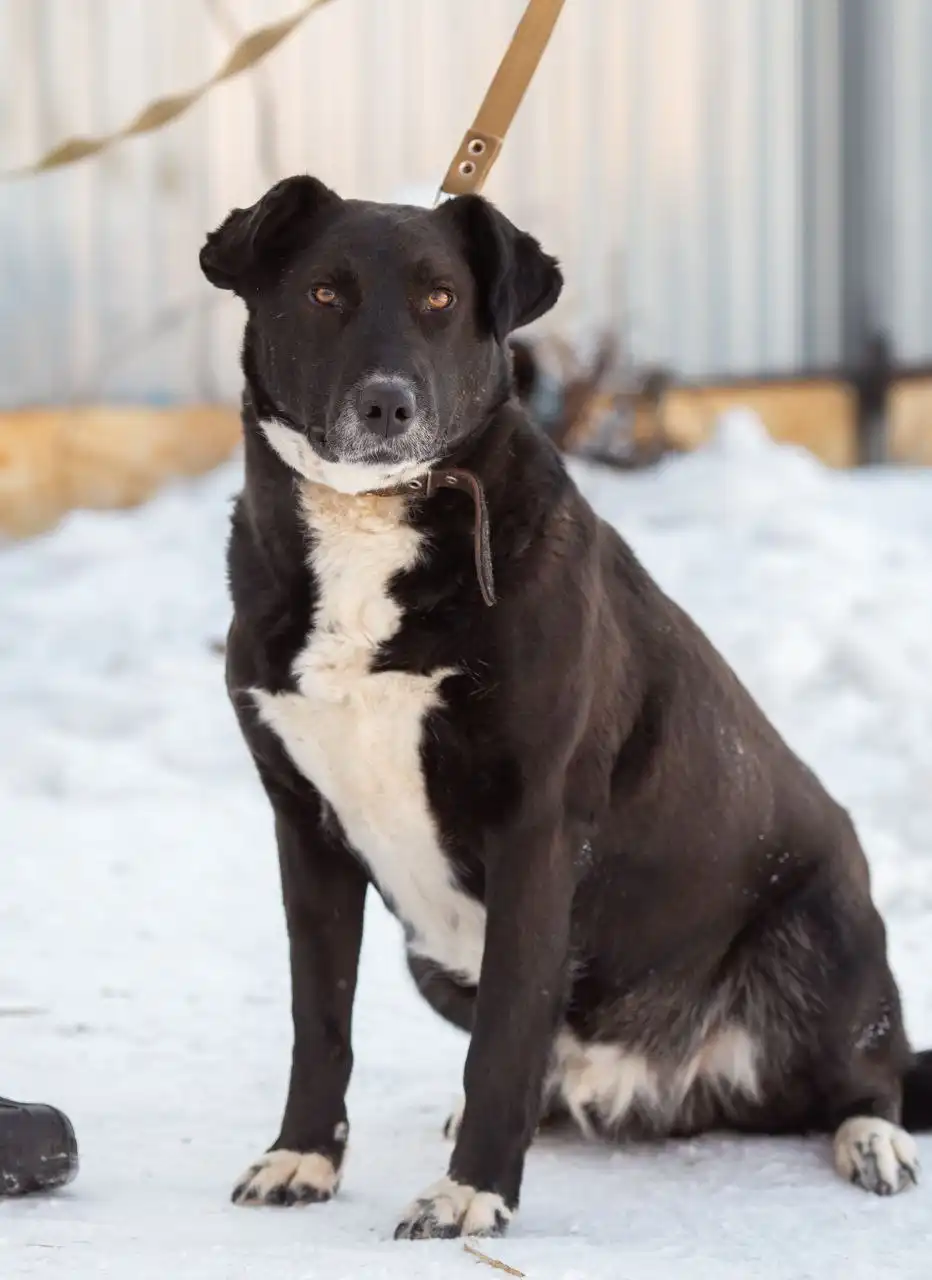 Кот в добрые руки в Самаре - Кошки (Животные) в Самара