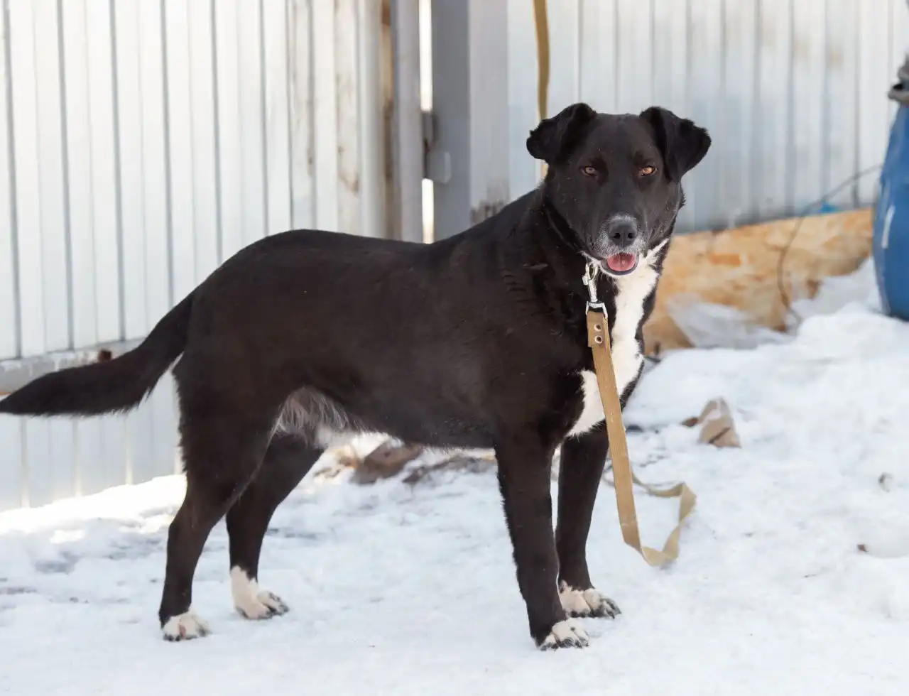 Кот в добрые руки в Самаре - Кошки (Животные) в Самара
