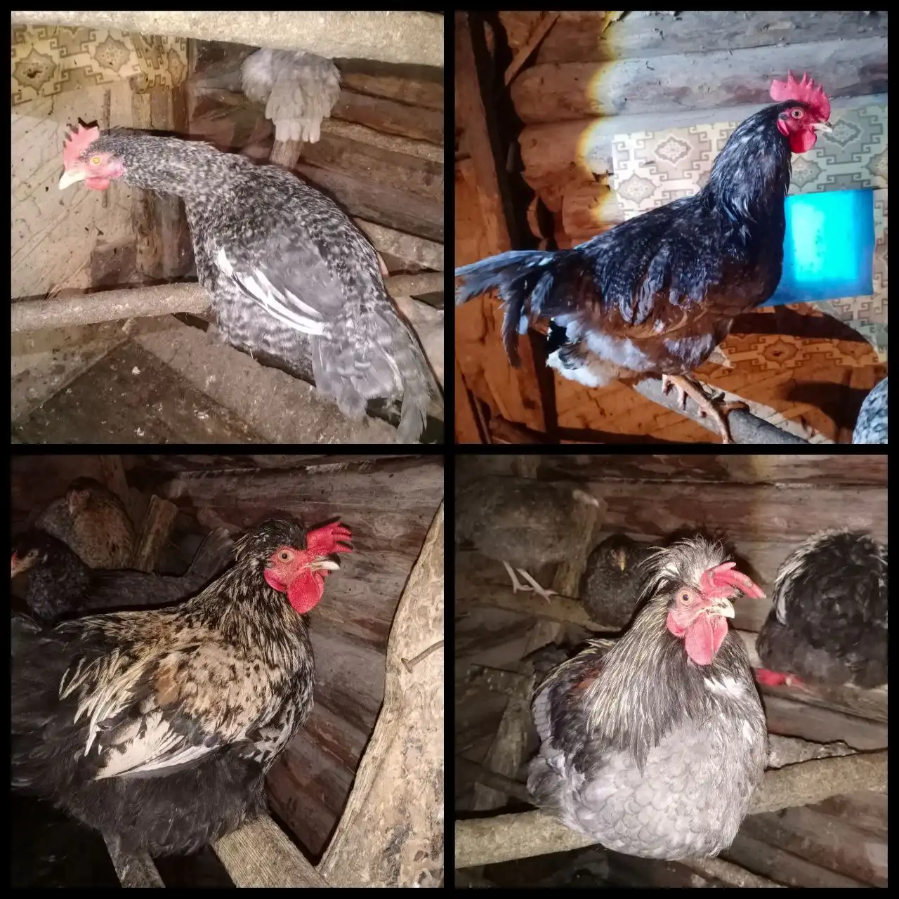 Продажа молодых петухов - Птицы (Животные) в Самара