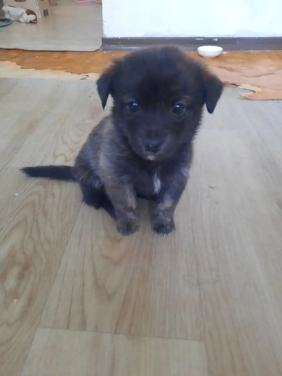 Ищу дом для брошенного малыша в Самаре - Кошки (Животные) в Самара