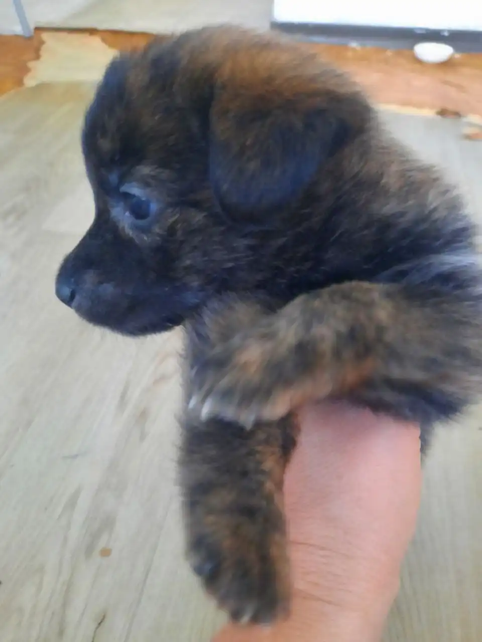 Ищу дом для брошенного малыша в Самаре - Кошки (Животные) в Самара