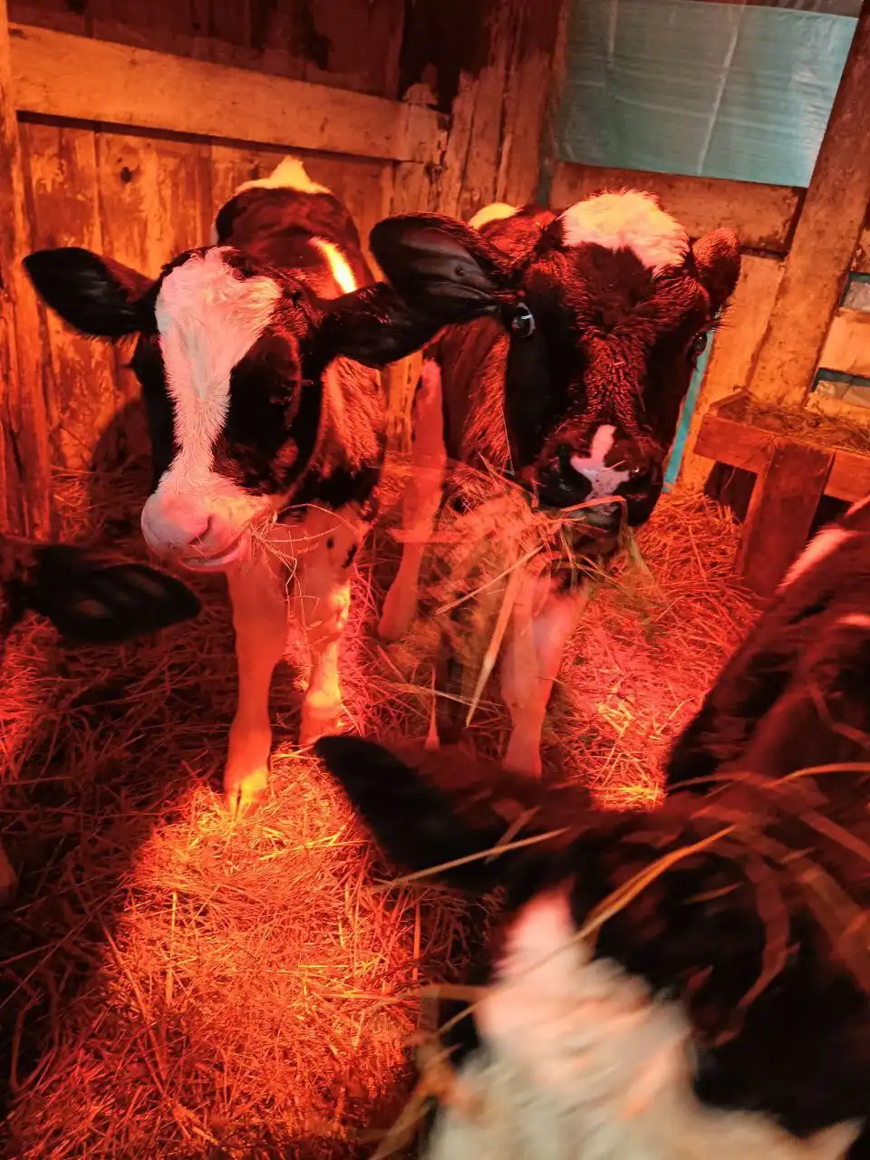 Продажа бычков - Скот (Животные) в Самара