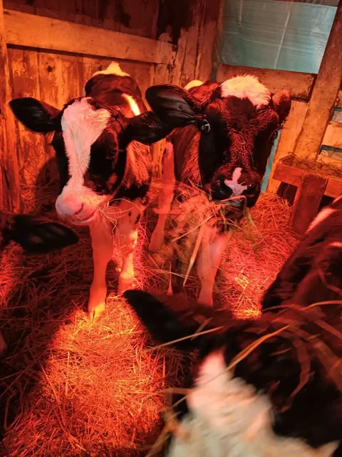 Продажа бычков - Благотворительность в Самара