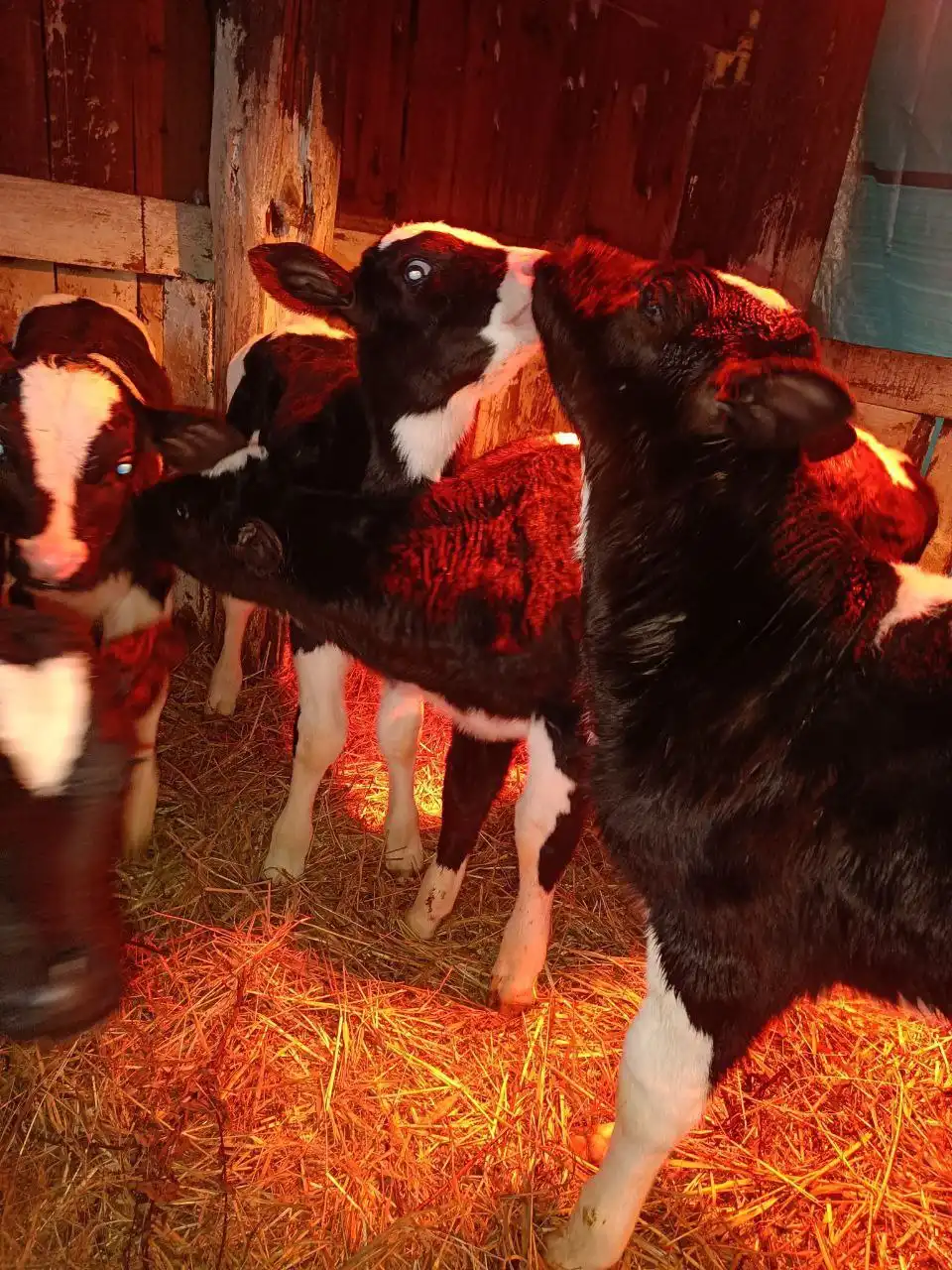 Продажа бычков - Скот (Животные) в Самара