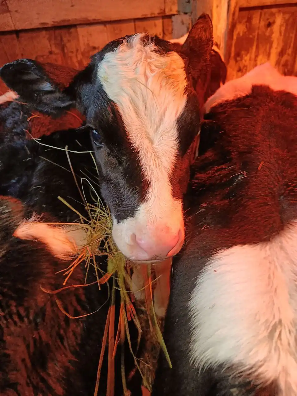 Продажа бычков - Скот (Животные) в Самара